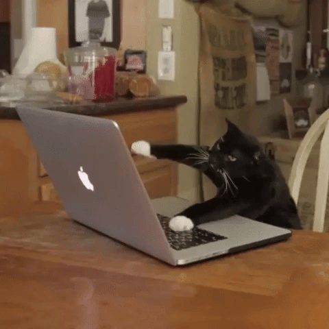 Cat on laptop